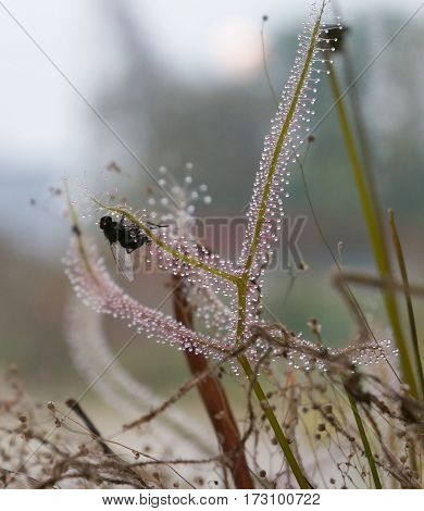 Drosera capensis plant with fly catched, selective focus