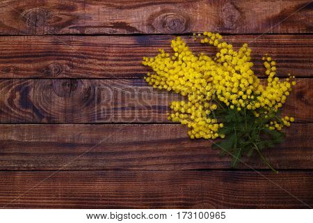 Branch Of Spring Mimosa