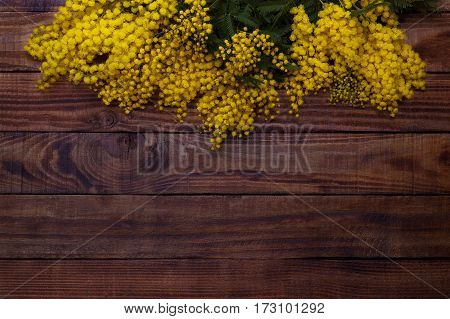 Branch Of Spring Mimosa