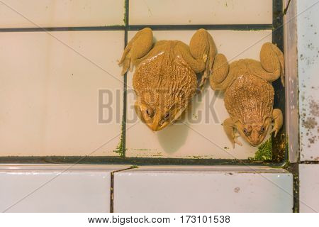East Asian Bullfrog Tadpole In Pond