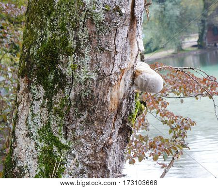 The Birch fungus in the autumnal forest