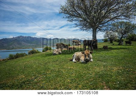Cows On Island Of St. Ahileos At Lake Prespa, Greece