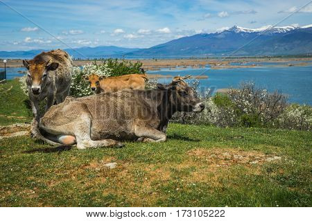 Cows On Island Of St. Ahileos At Lake Prespa, Greece