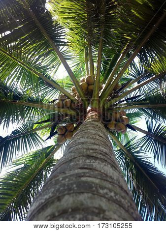 South Kerala Coconut Trees