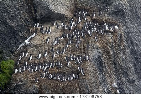 Brunnich's Guillemots Sitting On Nesting Ledges