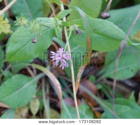 Smaller Scabious flower blooms in the forest