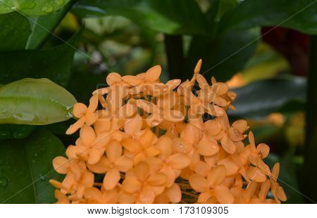 flower orange tropical fresh dew Rain nature