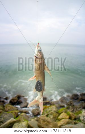 Fishing in India 2. Parvati fish caught in surf among the rocks. Kerala and Goa.