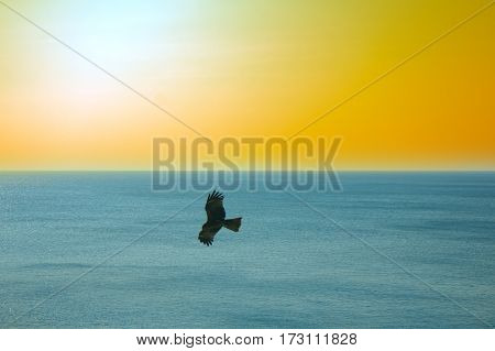 The sea eagles. Kites over Indian ocean. Tropical sunset and quiet surface of sea