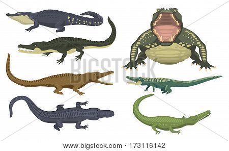 Cartoon green crocodile danger predator and australian wildlife river reptile carnivore alligator with scales teeth flat vector illustration. Tropical africa safari zoo character crocodylus.
