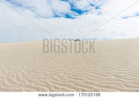 Dead tree branch on stunning Mangawhai Heads sand dunes windswept ripple patterns background
