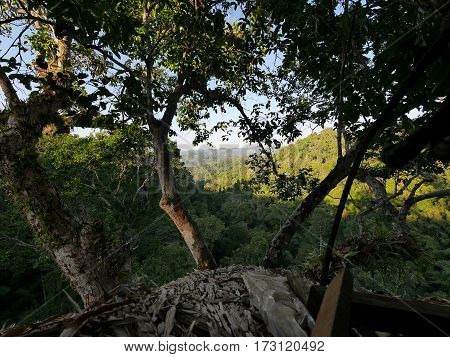 View on a green jungle with high trees and tropical vegetation from a tree-house