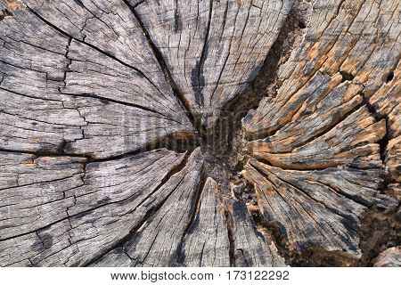 wood crack background , old wood texture