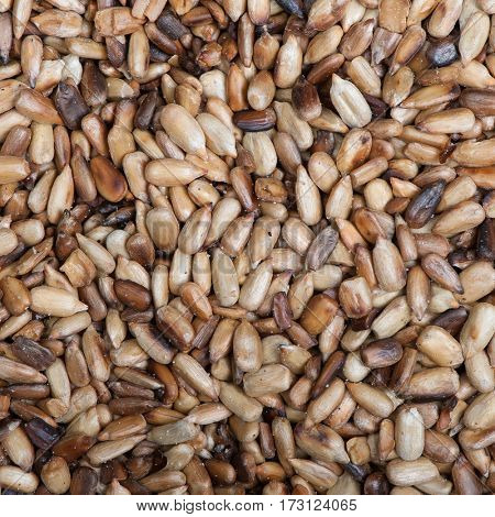 Overcooked peeled sunflower seeds background