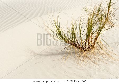 Sedge grass plant in windswept  sand dunes