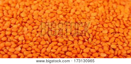 Orange Lentil Lens Close Up Background