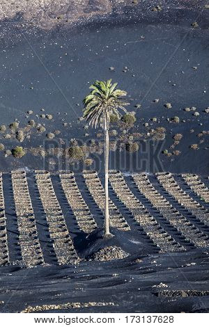 Vineyards Of La Geria On Volcanic Soil
