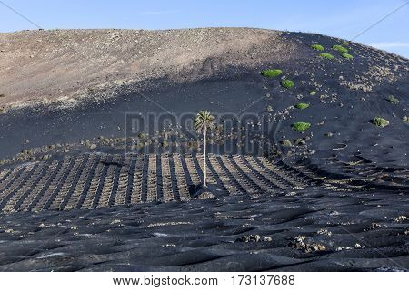 Vineyards Of La Geria On Volcanic Soil