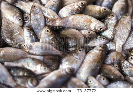 Fresh Fish In The Fresh Market Or Supermarket