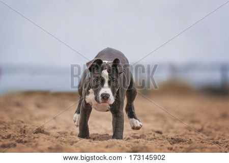 American Pitbull