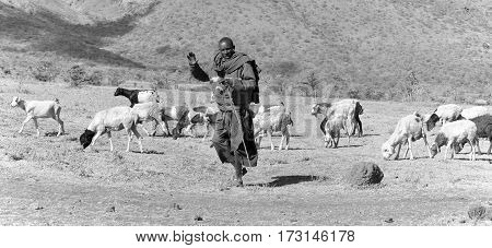 NGOROGORO -TANZANIA, OCTOBER 17: Masai warrior walking through the savanna October 17 Ngorogoro, Tanzania. The Maasai are a Nilotic group in East Africa, next to the Indian Ocean.