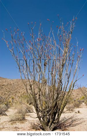 Ocotillo