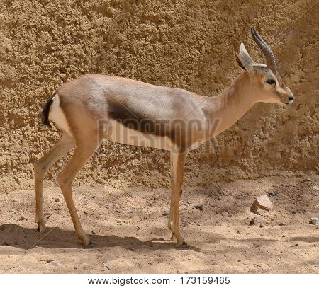 Speke gazelle (Gazella spekei) is the smallest of the gazelle species. It is confined to the Horn of Africa, where it inhabits stony brush, grass steppes, and semideserts.
