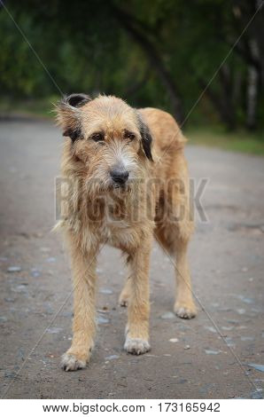 the old sad stray dog is on the road in the village looking in your eyes