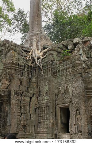 Ruins overgrown by huge tree Ta Prohm temple. Angkor Siem Reap. Cambodia.