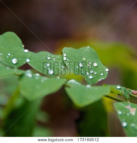 Delicate droplets on leaves, macro, dew on morning