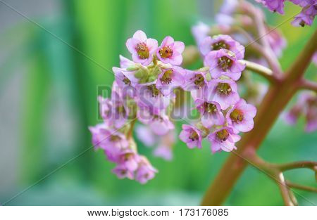 pink marsh flower in the beautyfull garden
