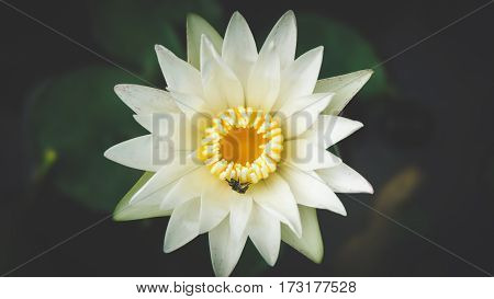 Close up white color fresh lotus blossom or water lily flower blooming on pond background, Nymphaeaceae
