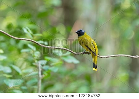 Black-headed bulbul bird in yellow with black head perching on tree branch in forest, summer in Thailand, Asia. (Pycnonotus atriceps)