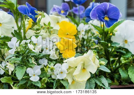 viola flowers