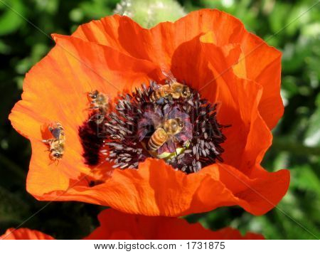 Honigbienen
