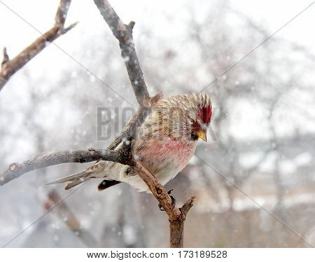 The redpoll sits on a branch in the winter afternoon in snowfall