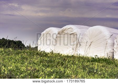 Plastic wrapped hay bale silage in a field. A preservation method for high moisture forages.