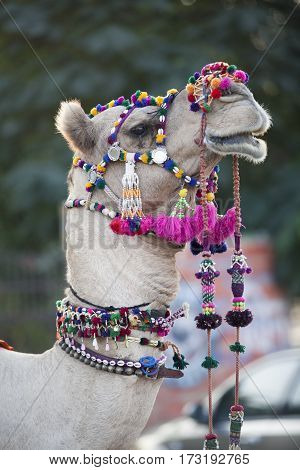 festively dressed up portrait of a camel. India