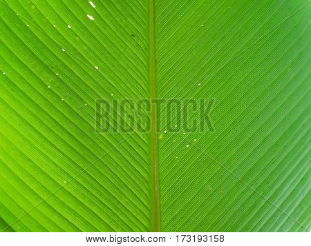 Fresh leaf texture and background with copy space for text. Leaves image selective focus.