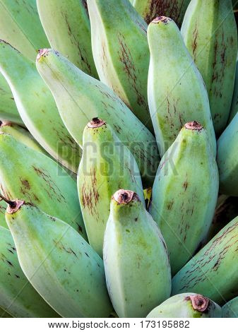 Bunch of raw Silver Bluggoe on a banana tree