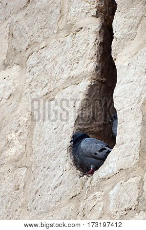 Pigeon in the fireing hole of an lod church
