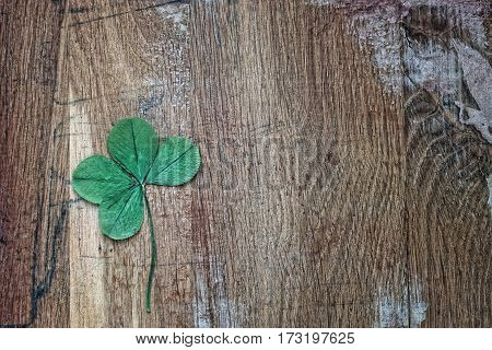 Four leaf clover clover for good luck on the background of old wooden planks. Cold tone.