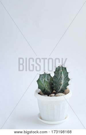 small cactus in white pot on a white background. Soft focus.