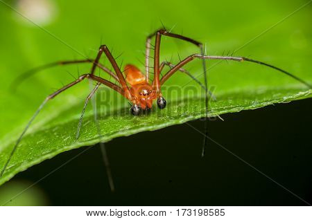 yellow spider was walking among green leaves