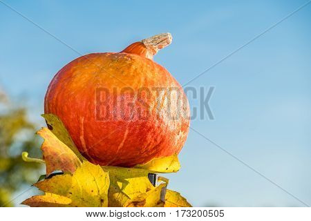 Pumpkin under the autumn sun on leaves