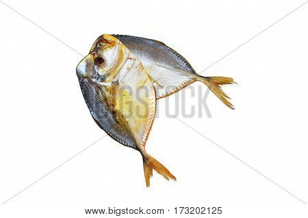 Fish selene isolated on a white background