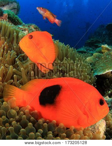 Tomato Anemonfish clownfish fish