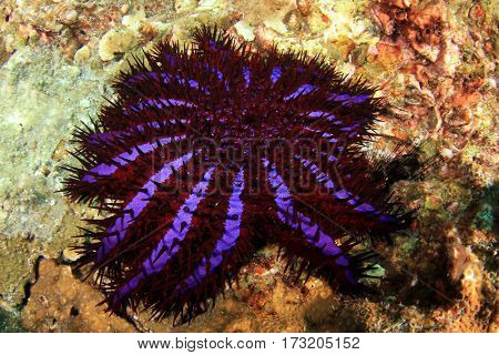 Crown-of-Thorns Starfish