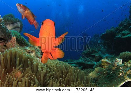 Tomato Anemonfish clownfish fish