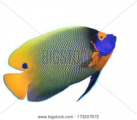 Blue-faced Angelfish. Tropical fish isolated white background